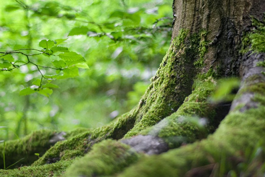 Ein positiver beitrag zum Klima | Rutjes Pferdeboxen pflanzt Bäume