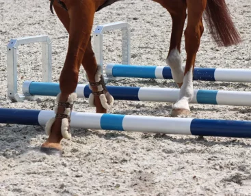 Cavaletti’s für ein effektives training für dressur- und springpferde