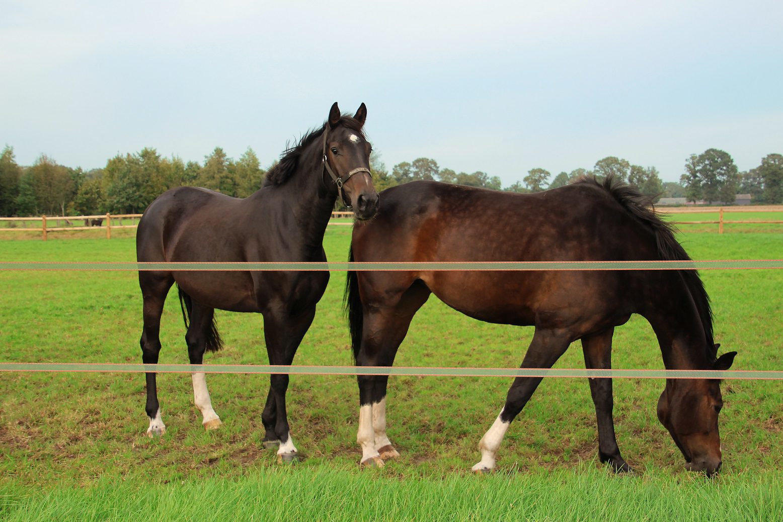 Weide omheining van lint